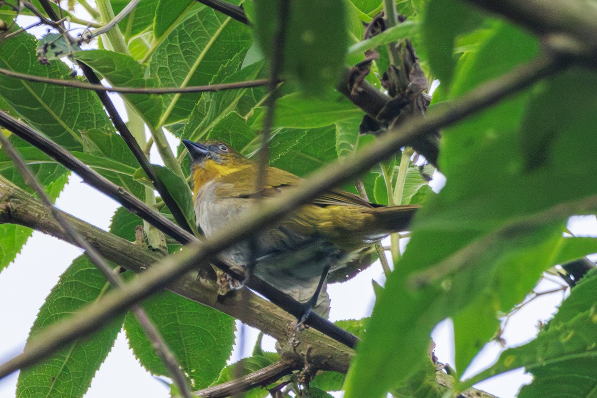 Yellow-throated Chlorospingus - Frank Dietze