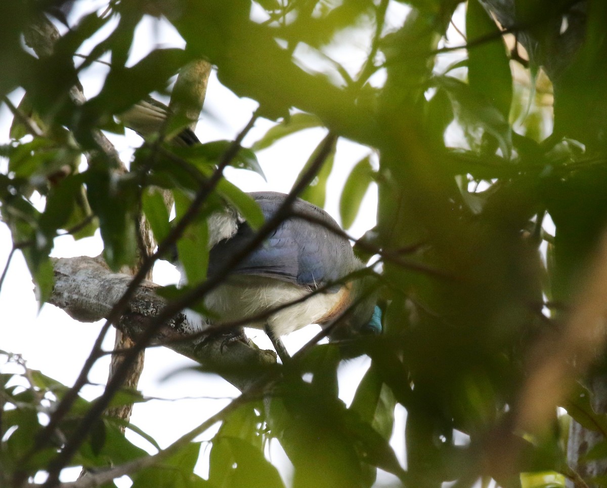 Crested Coua (Crested) - ML612497069