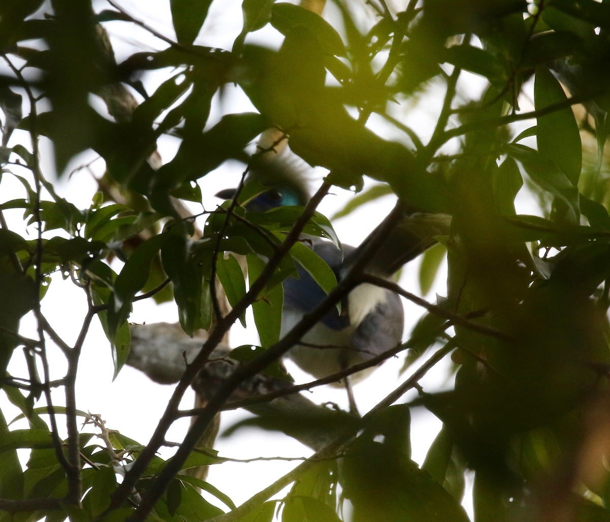 Crested Coua (Crested) - ML612497070