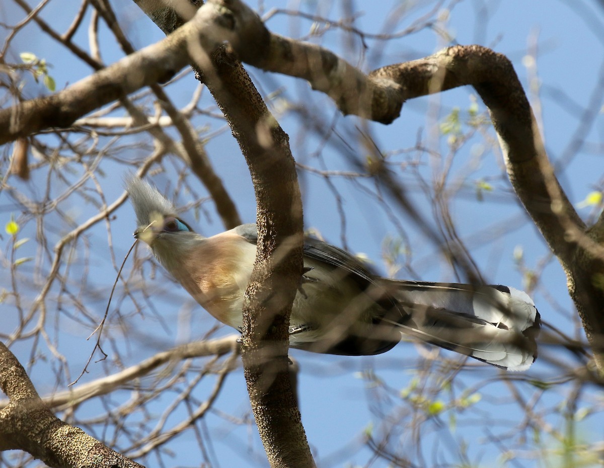Crested Coua (Crested) - ML612497072