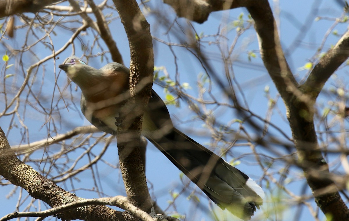 Crested Coua (Crested) - ML612497073