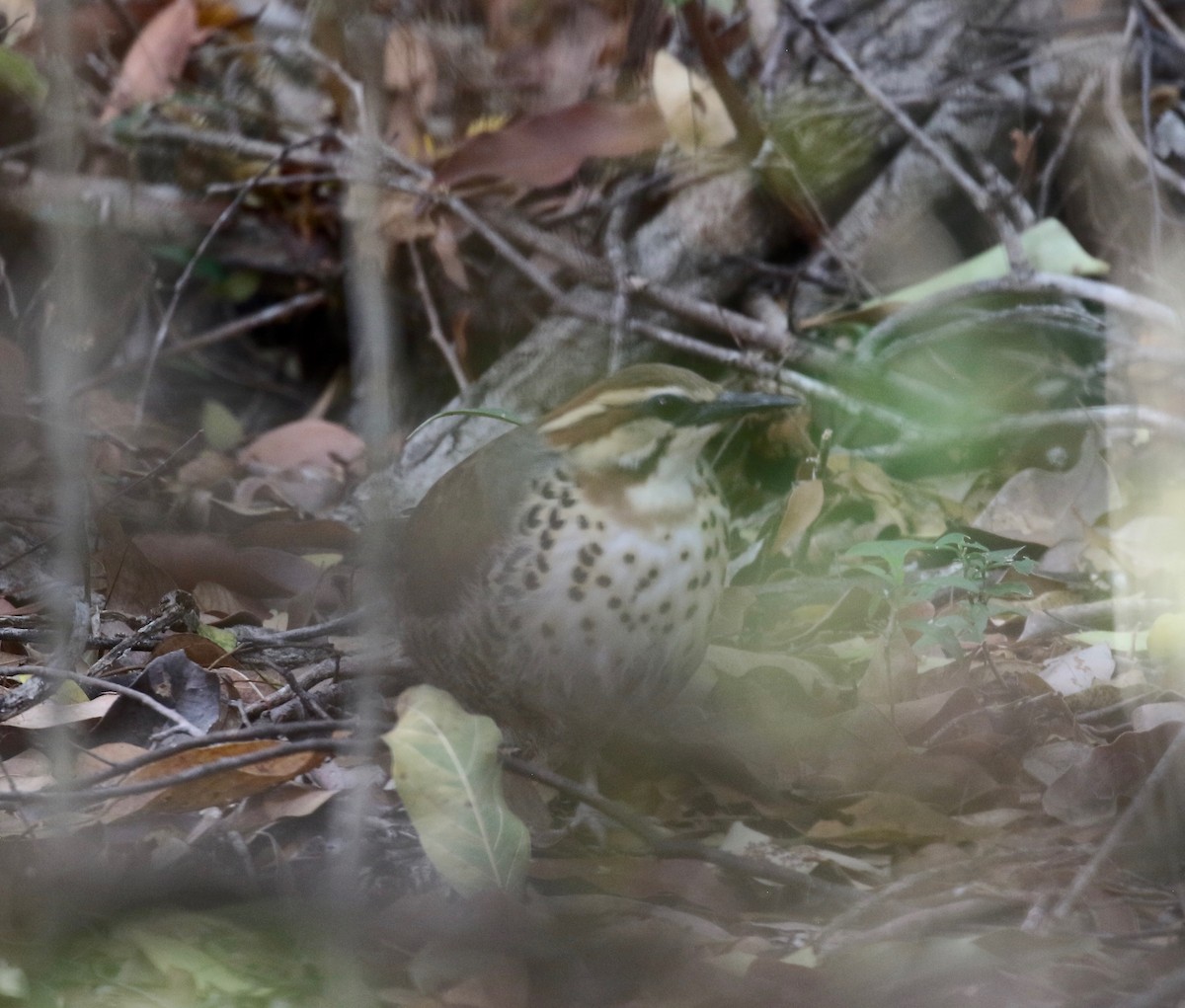 White-breasted Mesite - Sandy Vorpahl