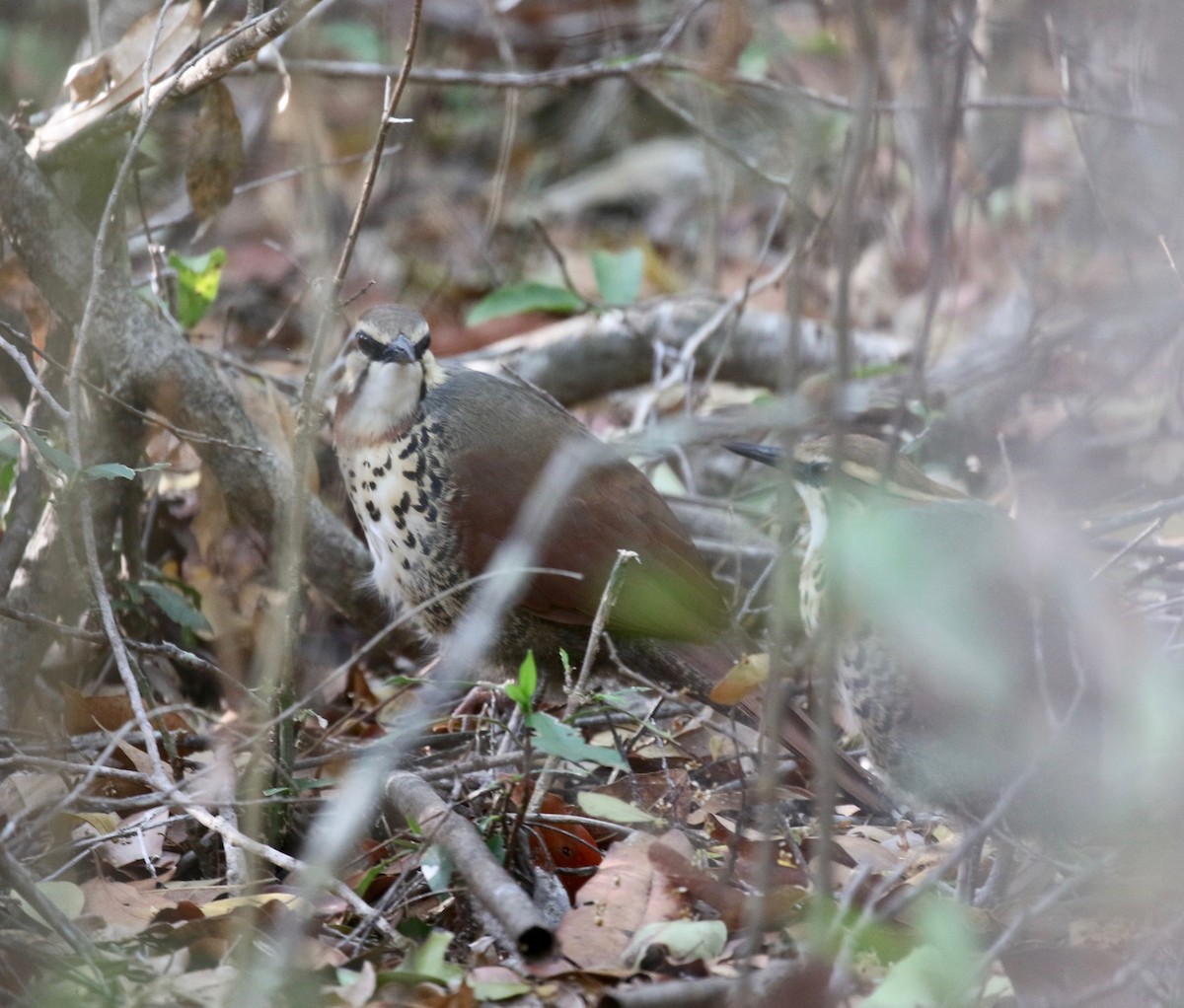 White-breasted Mesite - Sandy Vorpahl