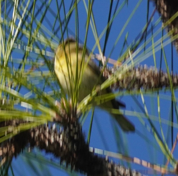 Pine Warbler - John McCallister