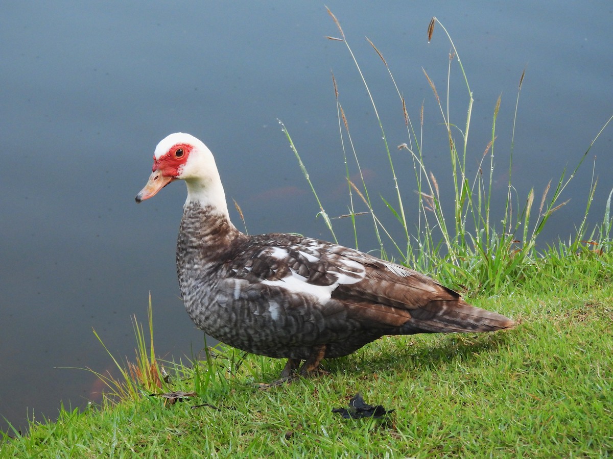 Muscovy Duck (Domestic type) - ML612497214