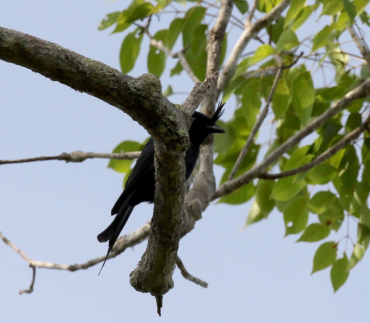 Crested Drongo - ML612497257