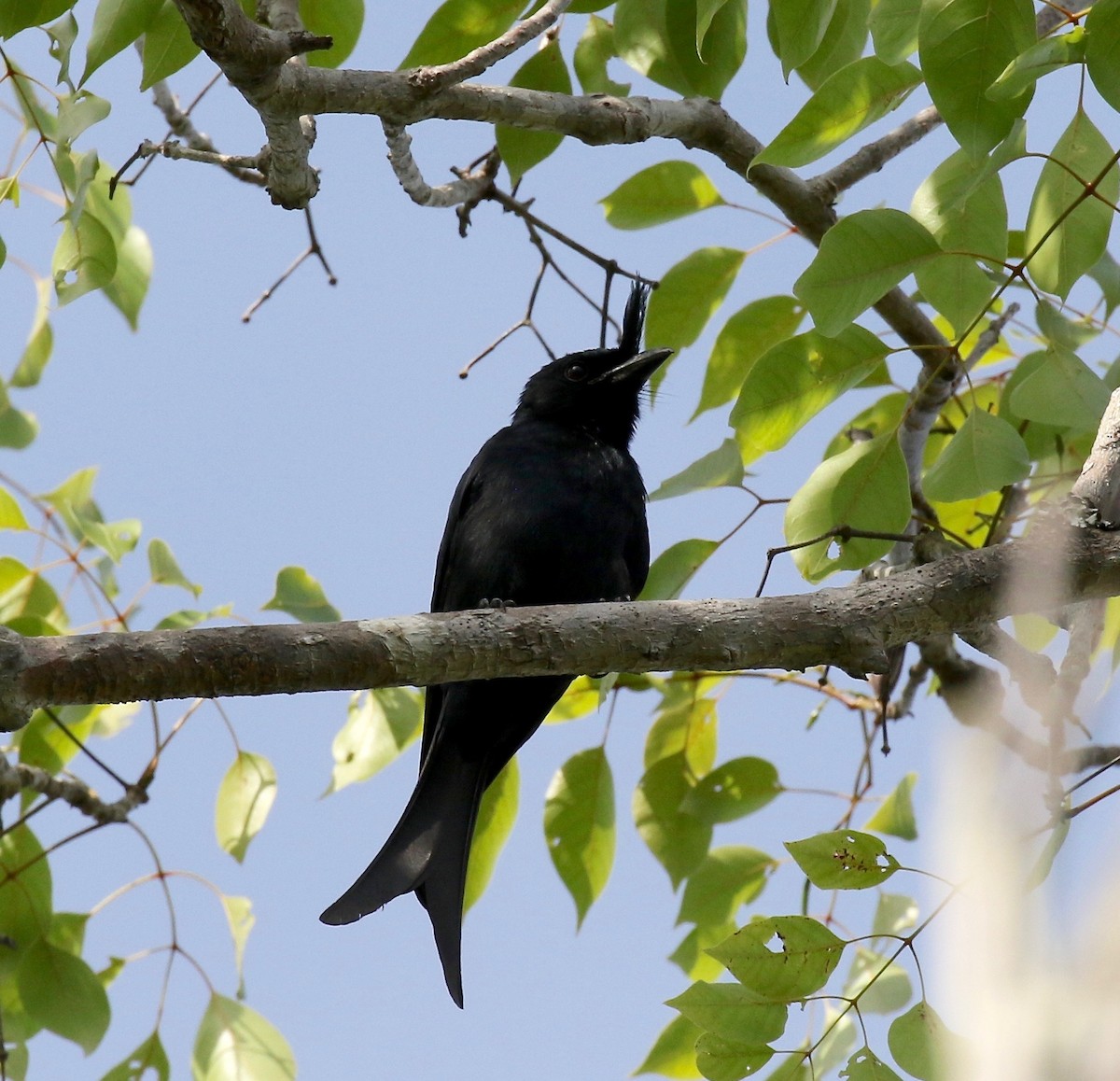 Crested Drongo - ML612497258