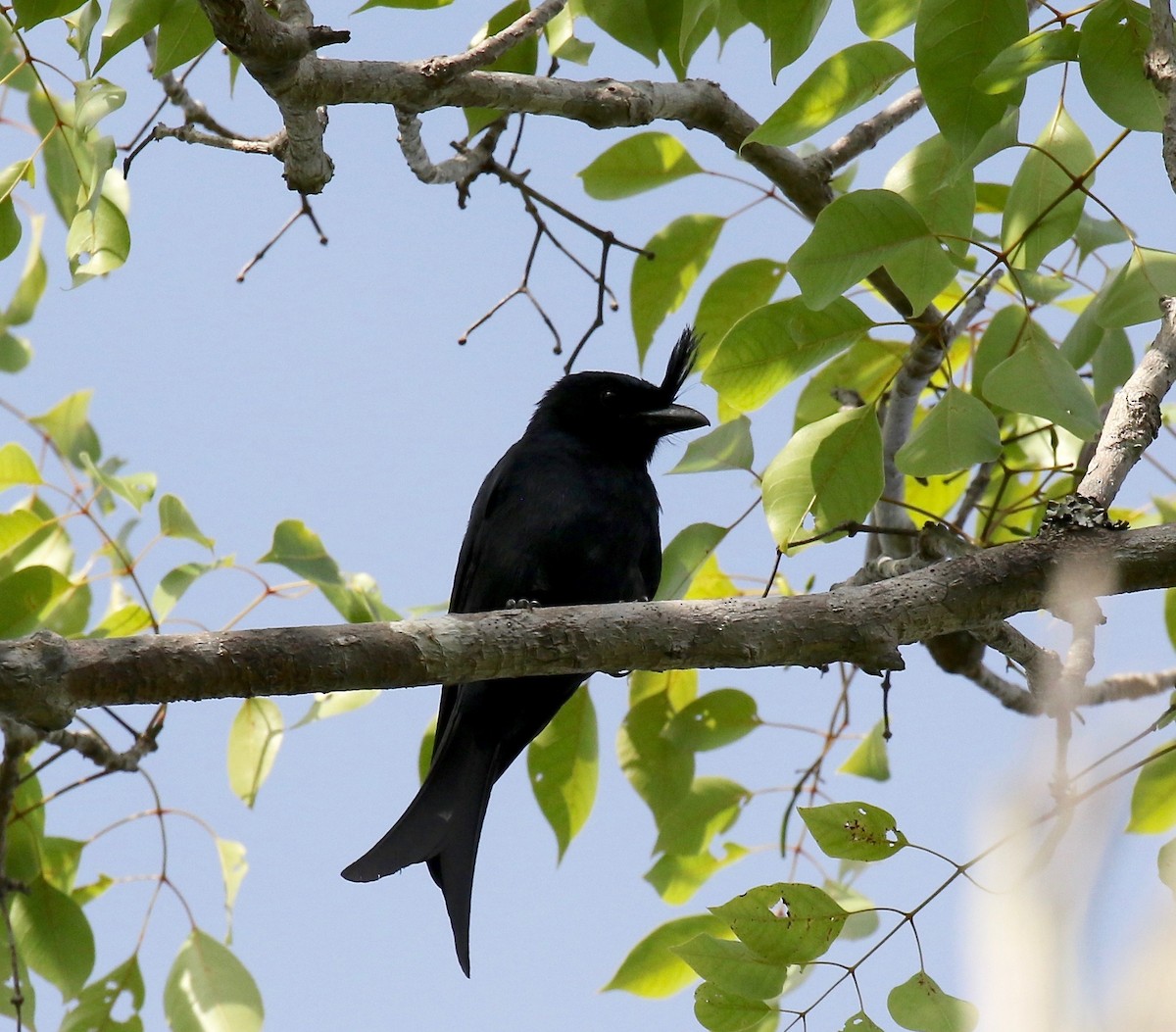 Crested Drongo - ML612497259