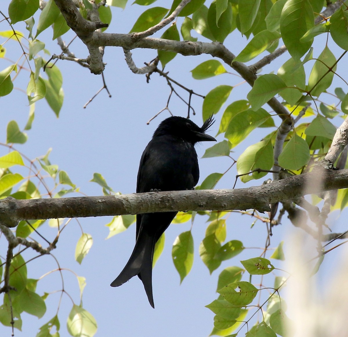Crested Drongo - ML612497260