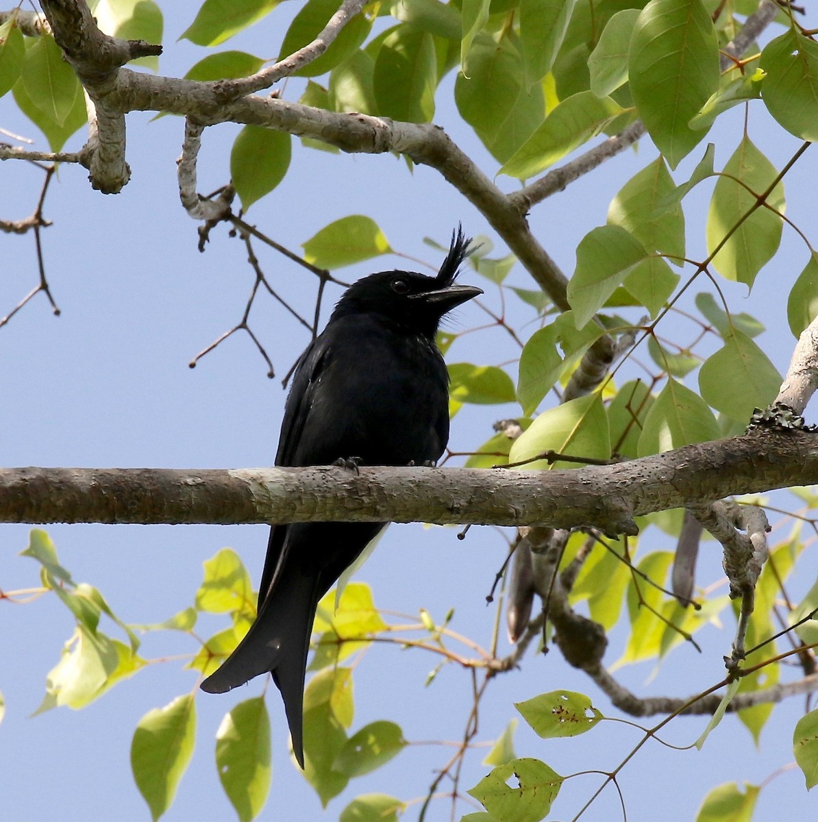 Crested Drongo - ML612497261