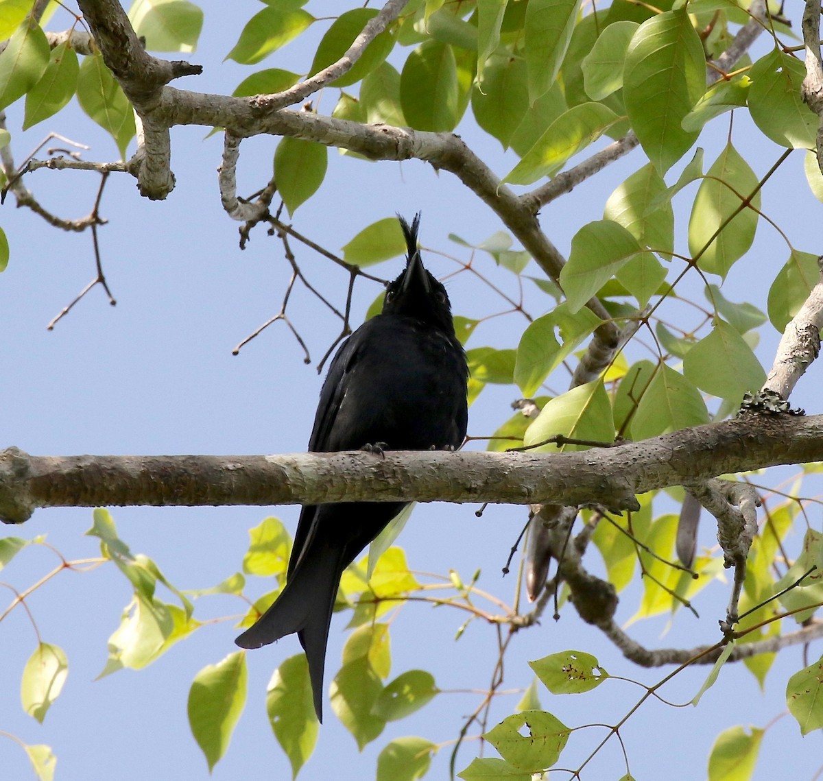 Crested Drongo - ML612497262