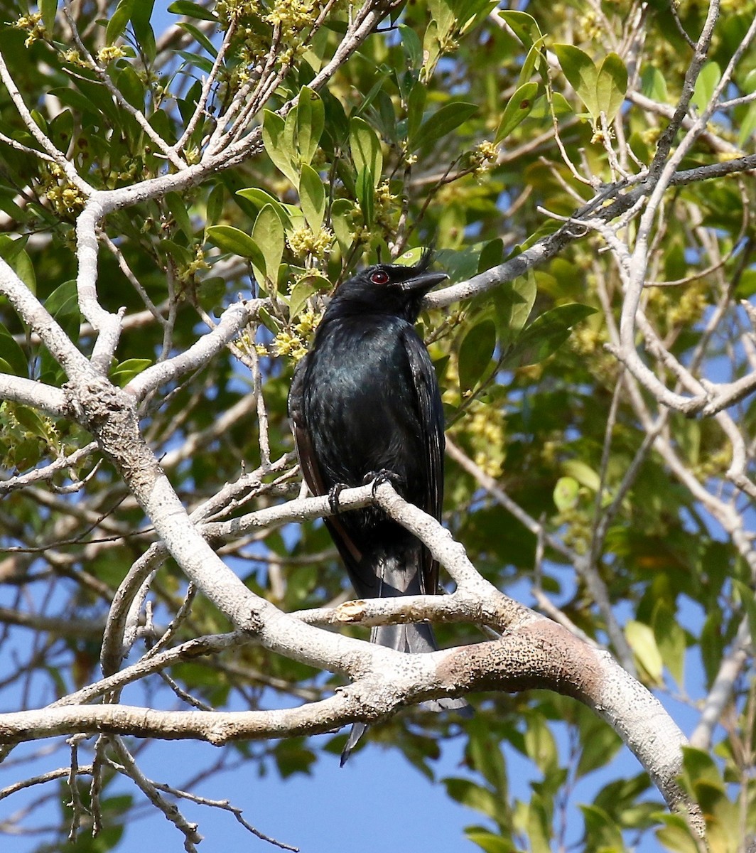 Crested Drongo - ML612497263