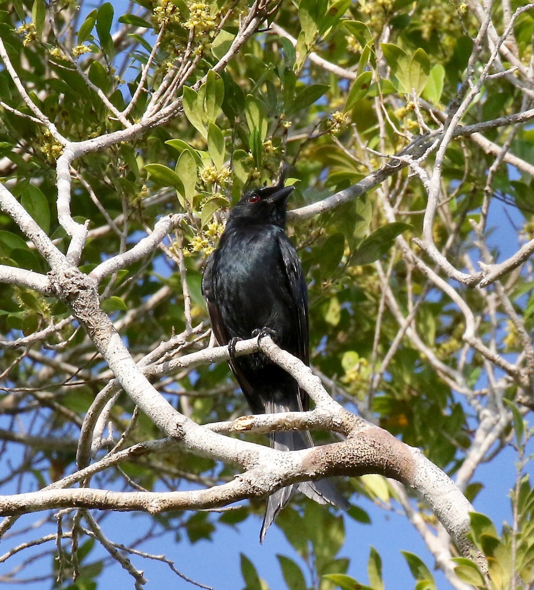 Crested Drongo - ML612497264