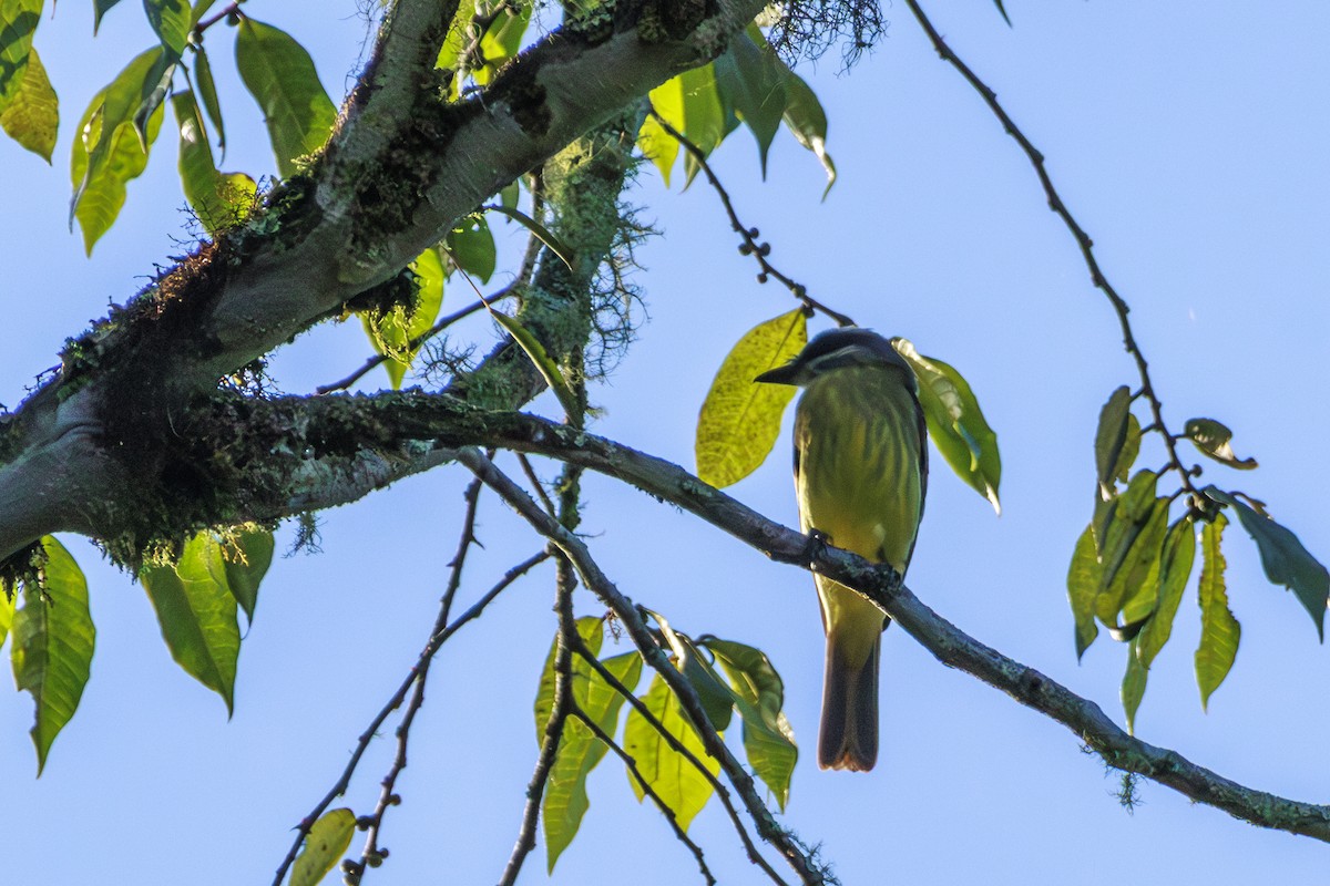 Sulphur-rumped Flycatcher - ML612497292