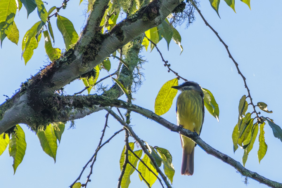 Sulphur-rumped Flycatcher - ML612497293