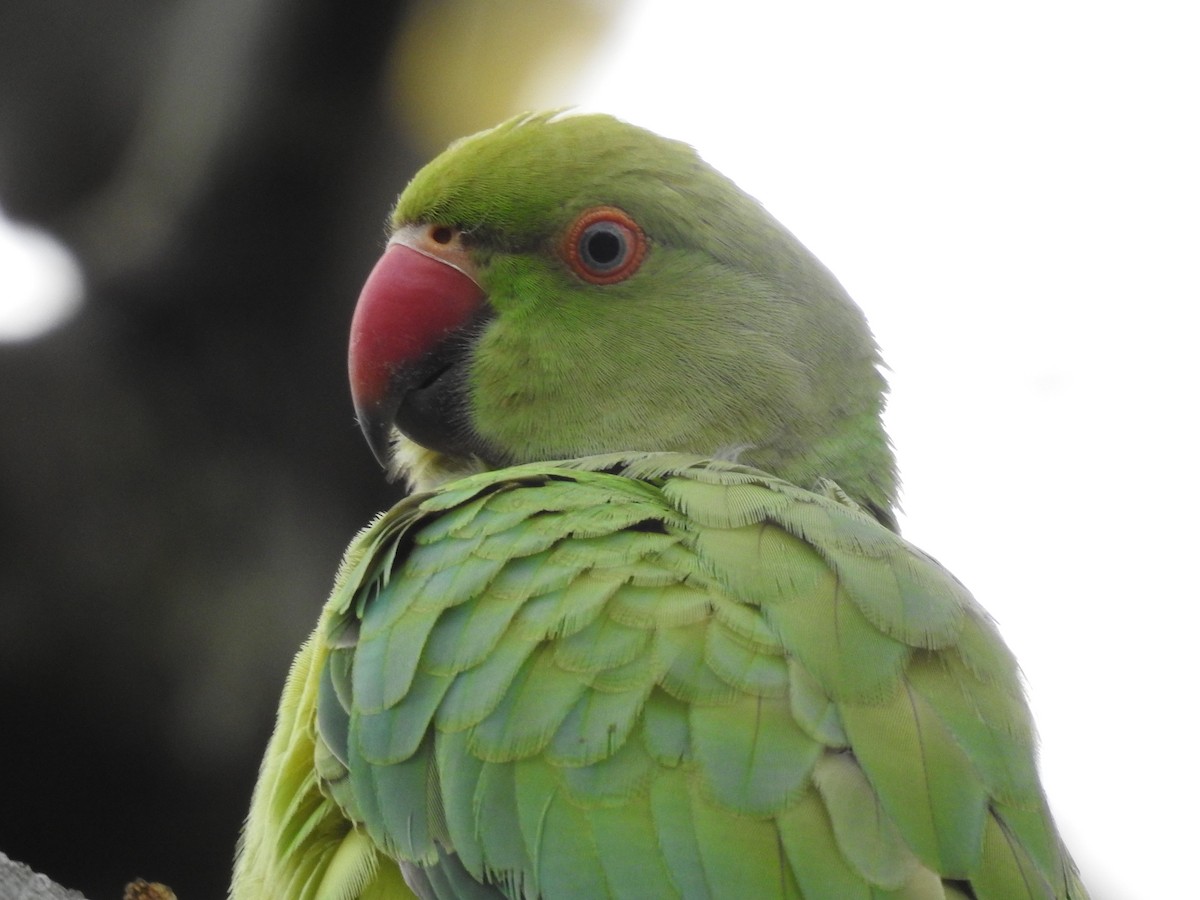 Yeşil Papağan - ML612497308