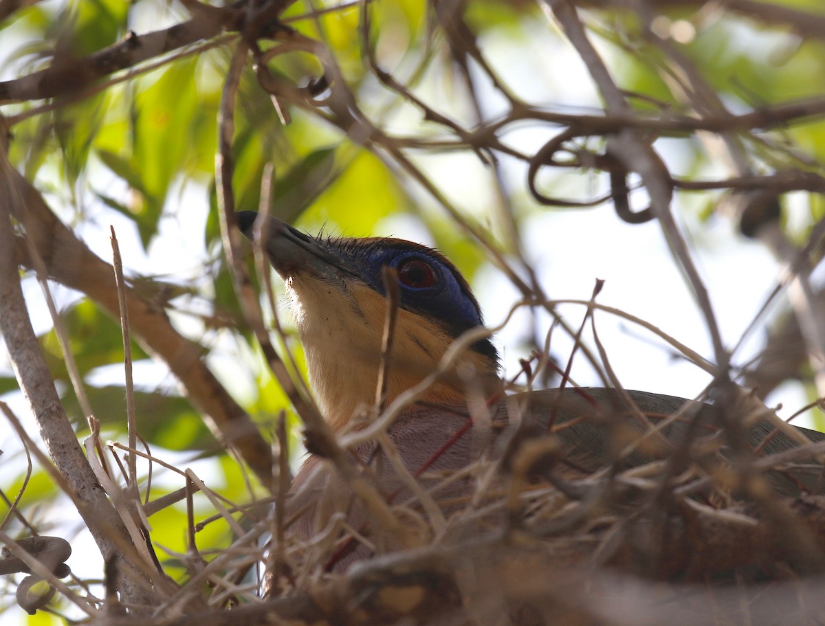 kukalka modrolící (ssp. ruficeps) - ML612497345