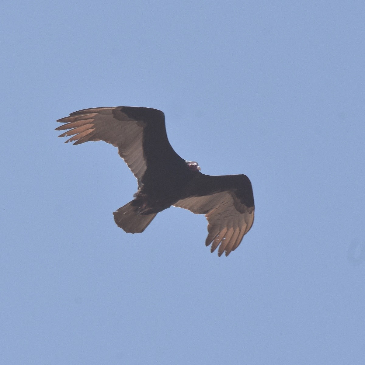 Turkey Vulture - ML612497391