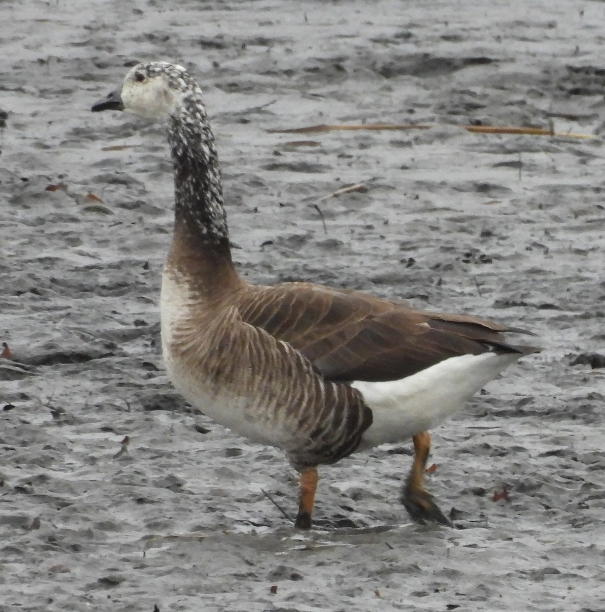 tanımsız kaz (Anser/Branta sp.) - ML612497407