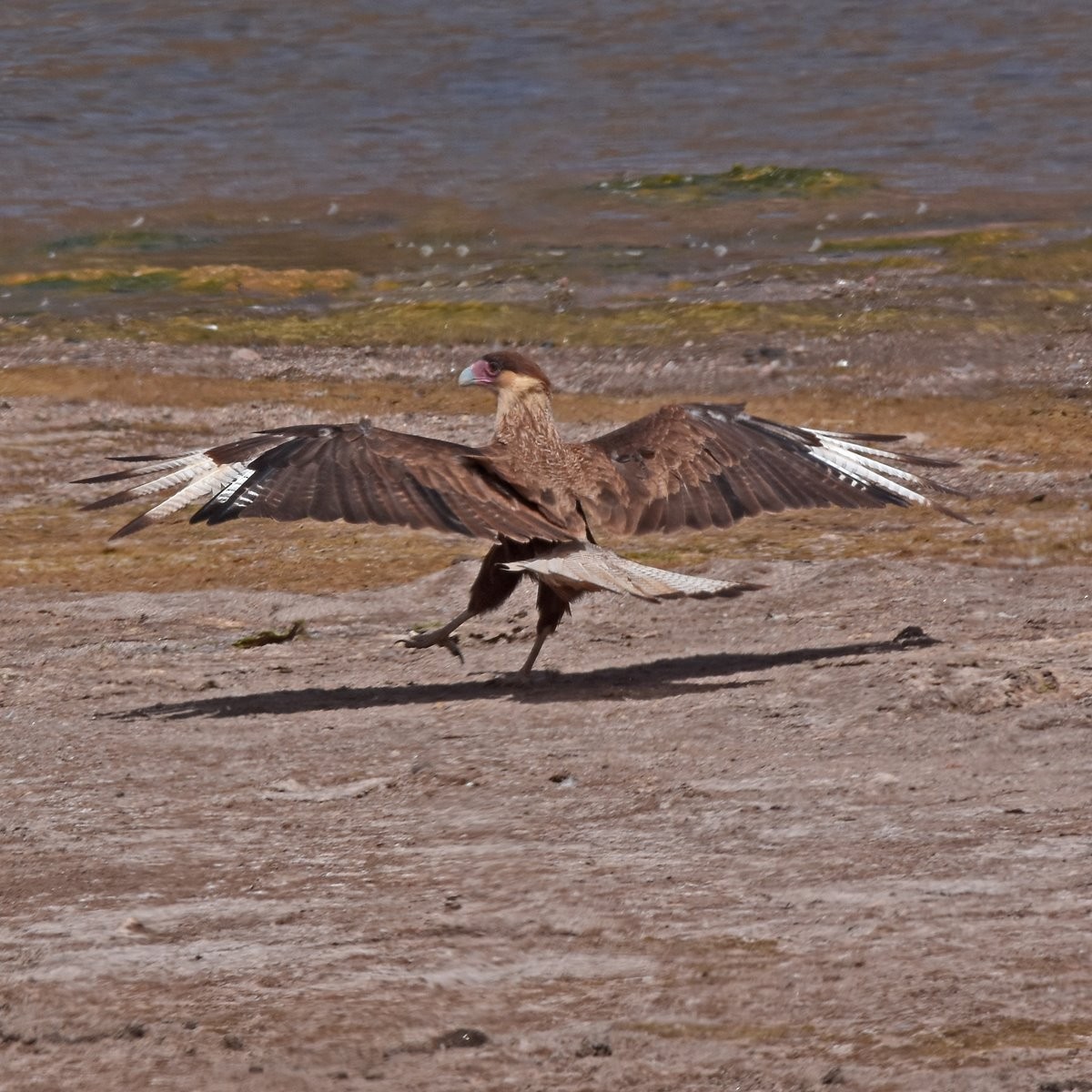 Crested Caracara (Southern) - ML612497416