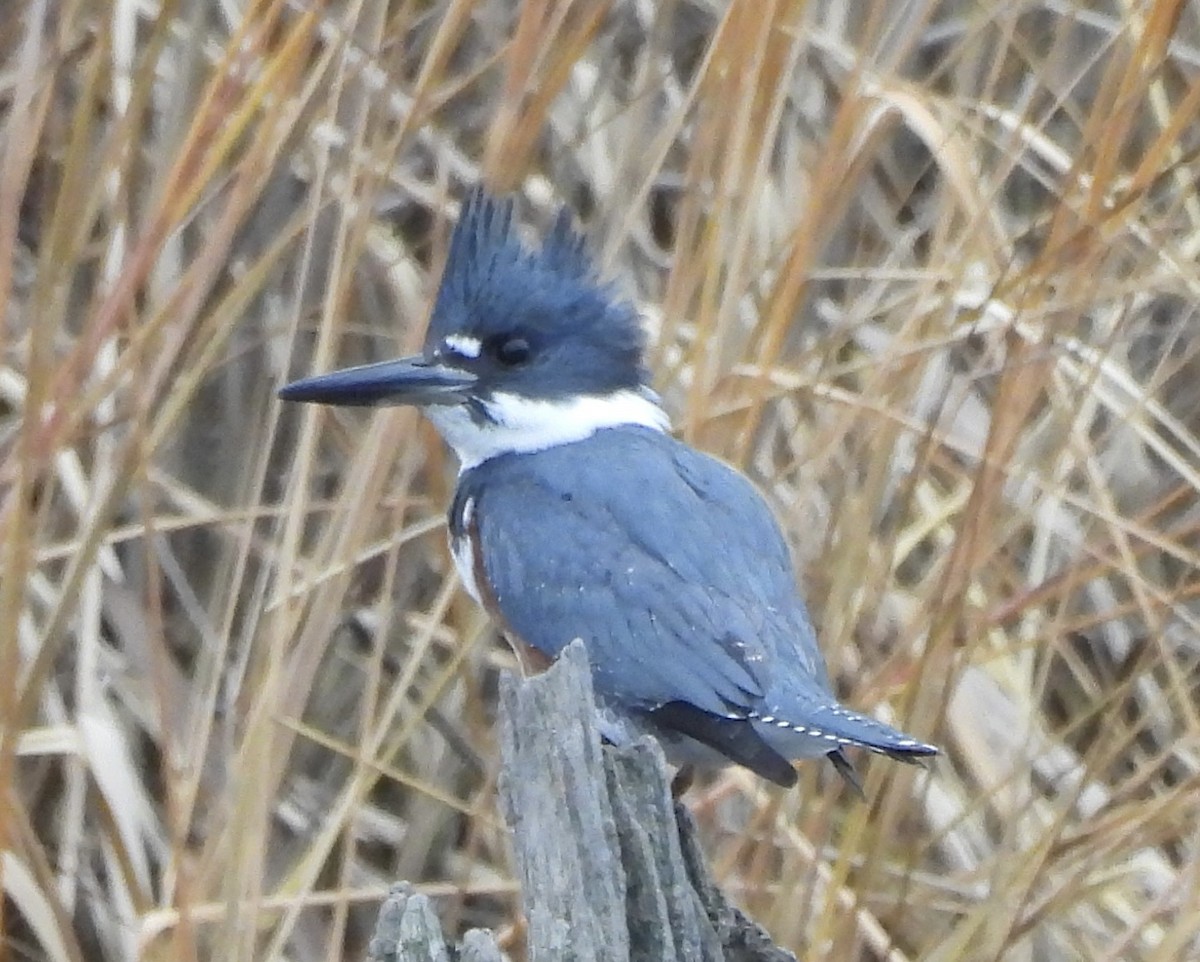 Belted Kingfisher - ML612497424