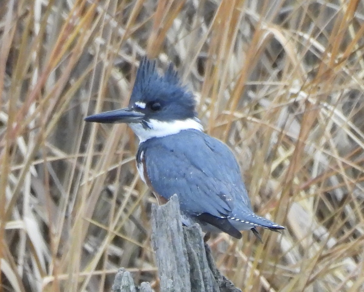 Martin-pêcheur d'Amérique - ML612497424