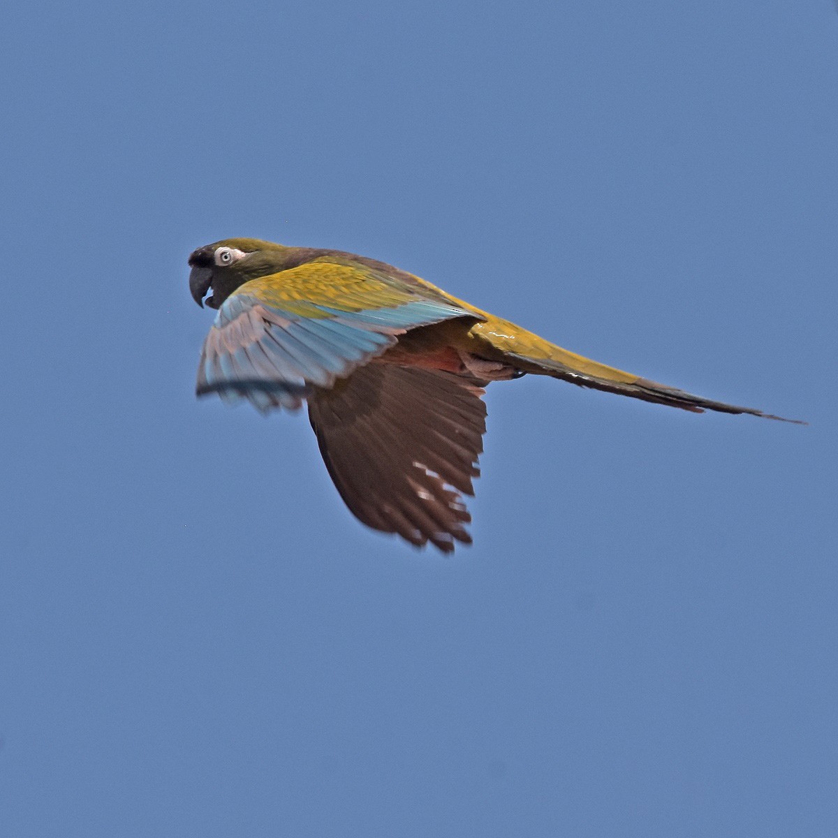 Burrowing Parakeet - ML612497442