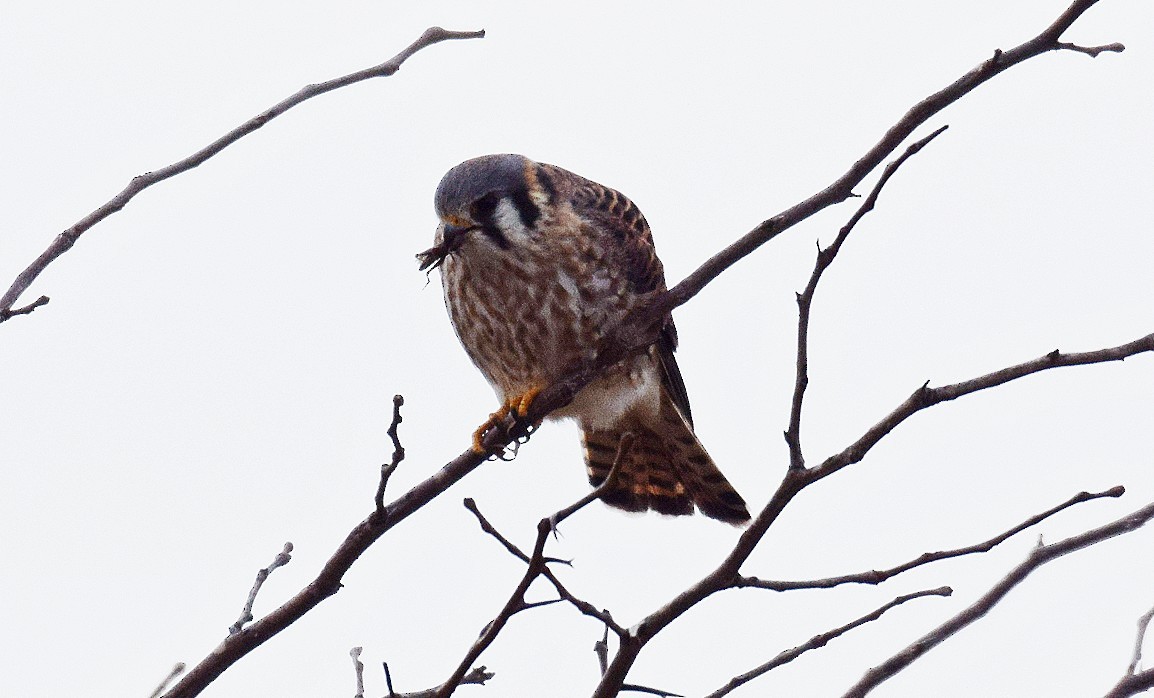 American Kestrel - ML612497461