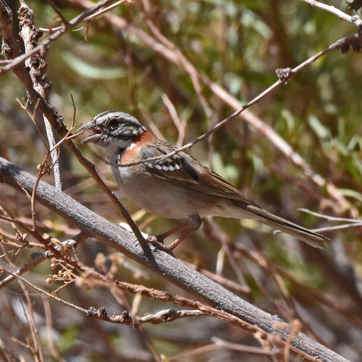 Rufous-collared Sparrow - ML612497481