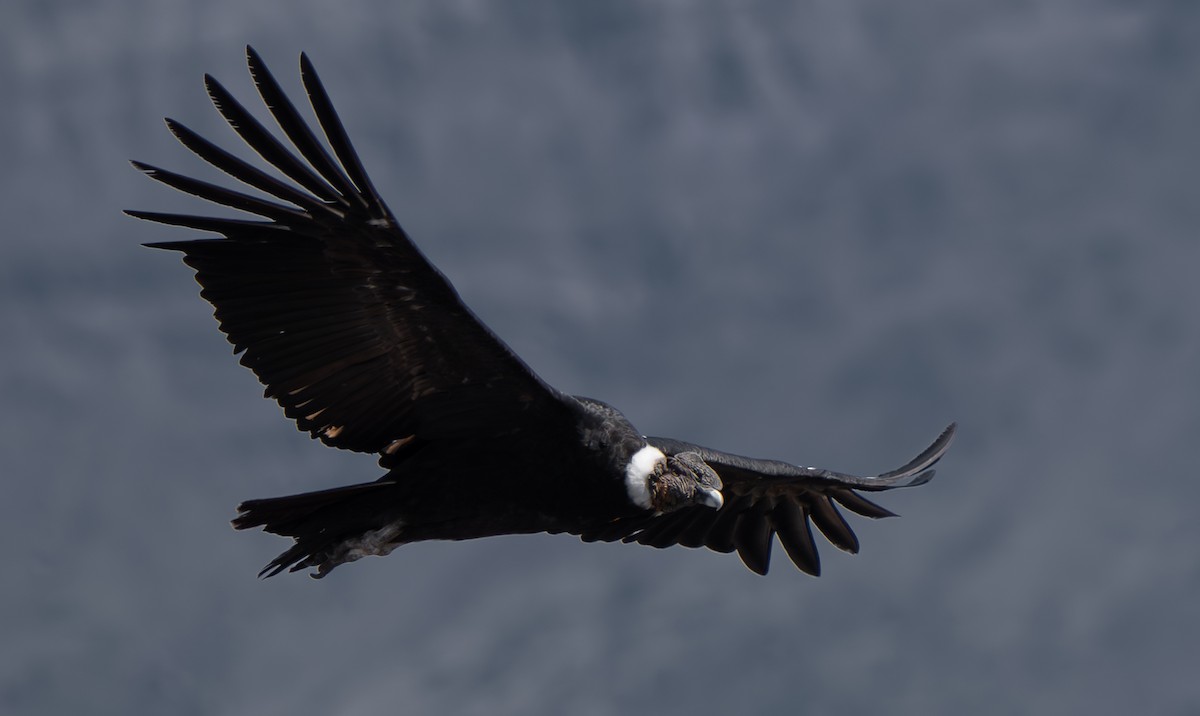 Condor des Andes - ML612497486