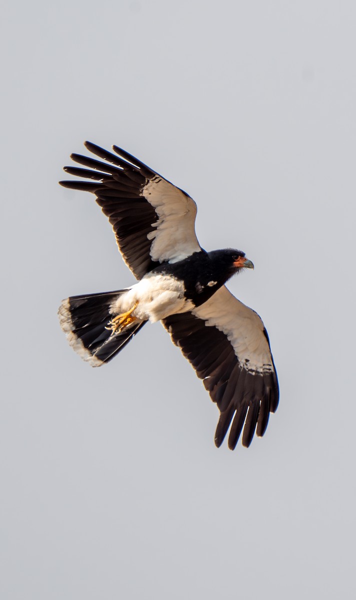 Caracara montagnard - ML612497509