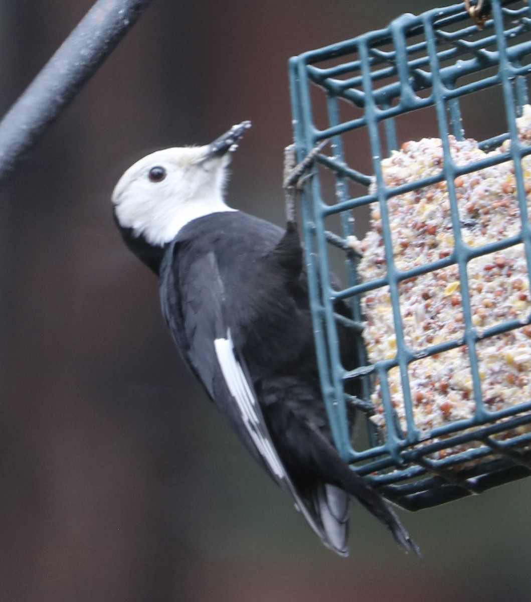 White-headed Woodpecker - ML612497544