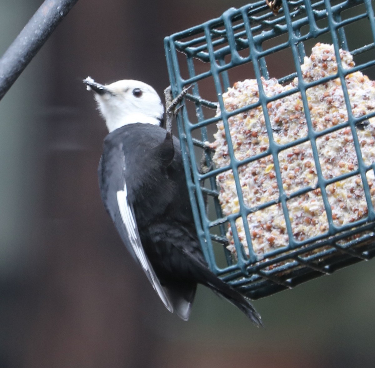 White-headed Woodpecker - ML612497553