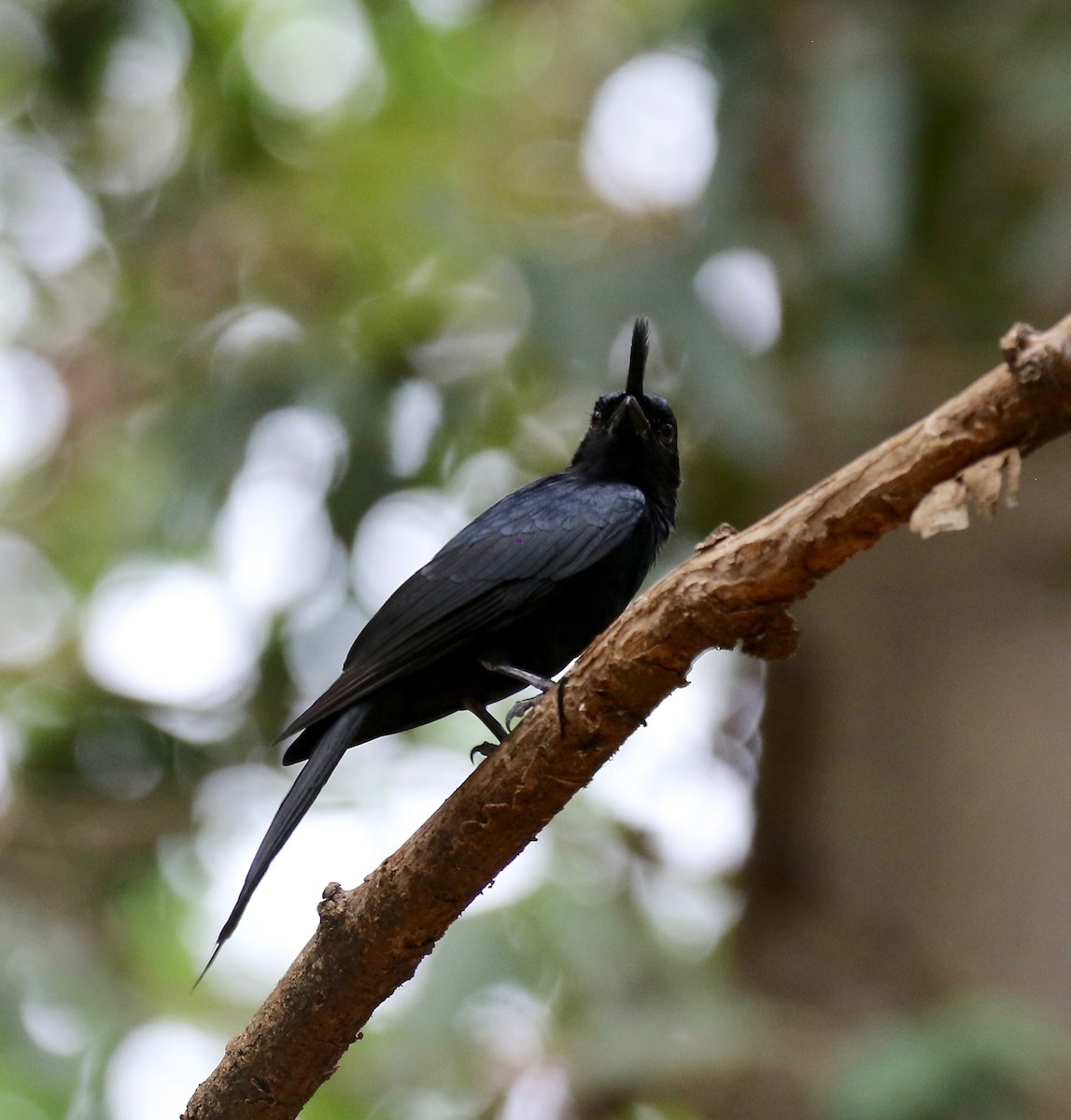 Crested Drongo - ML612497571