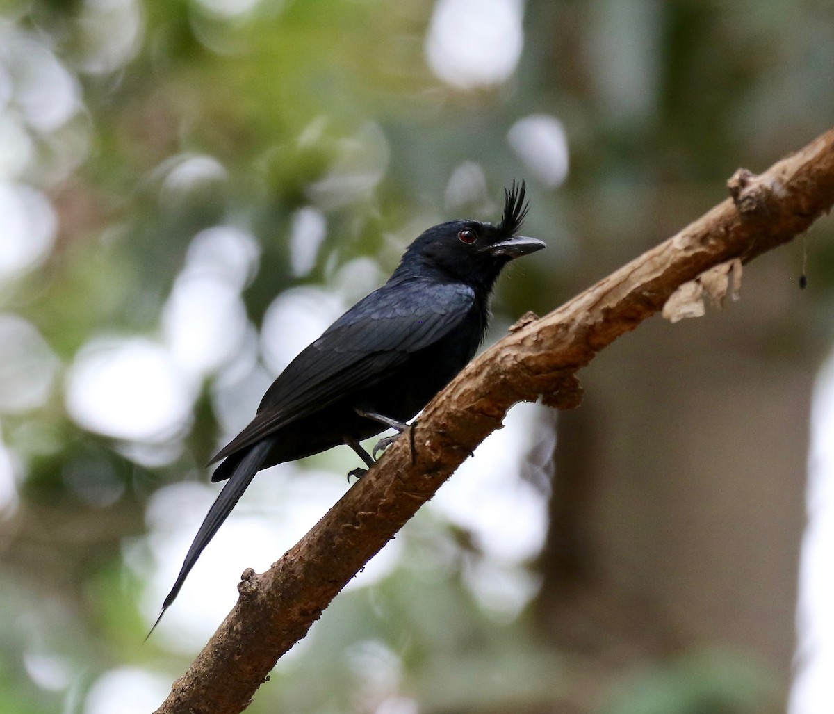 Crested Drongo - ML612497572