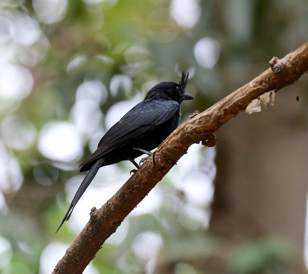 Crested Drongo - ML612497573