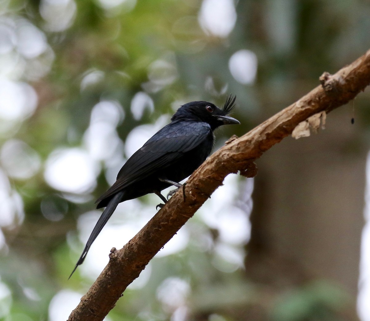 Crested Drongo - ML612497574