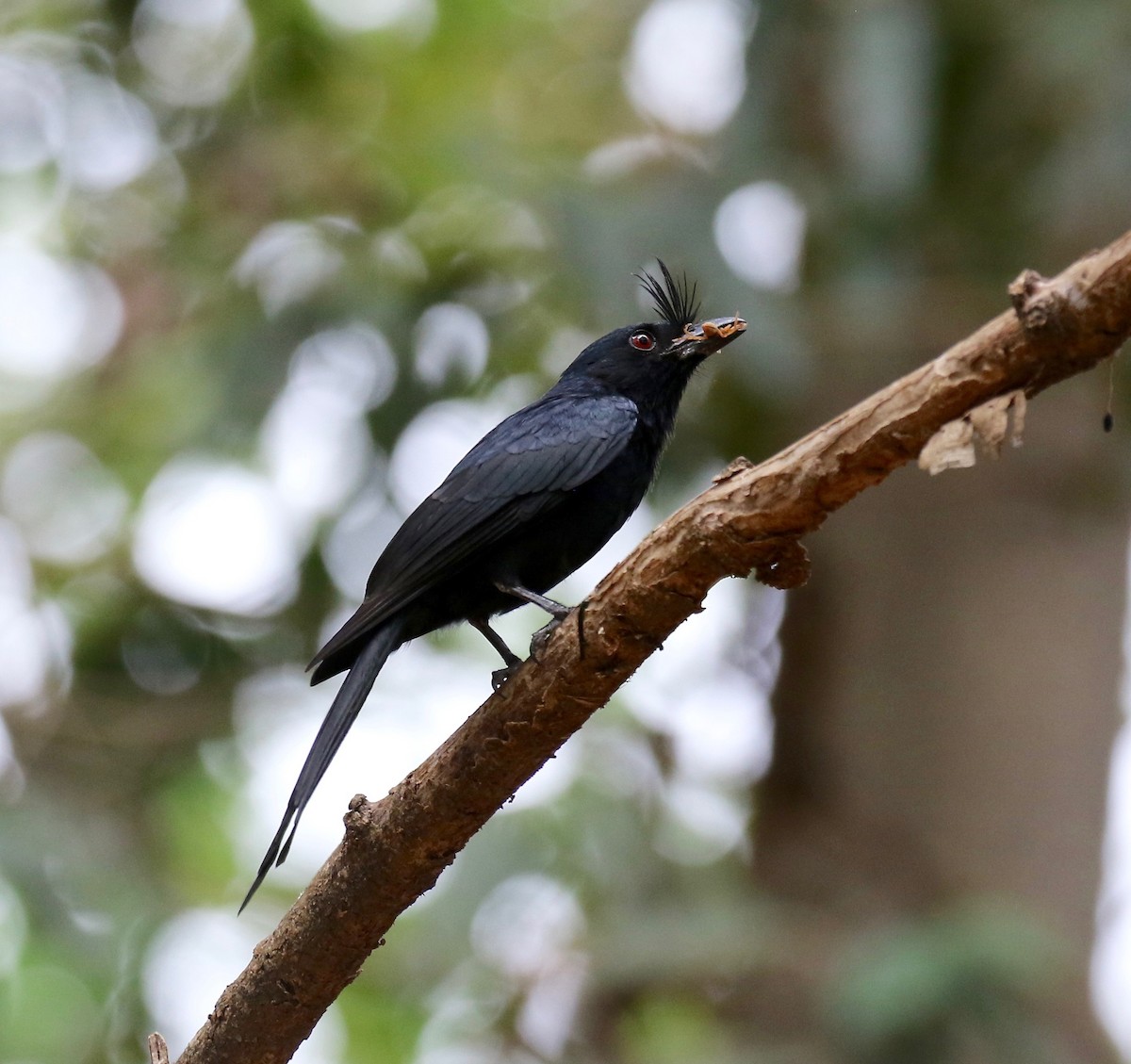 Crested Drongo - ML612497576
