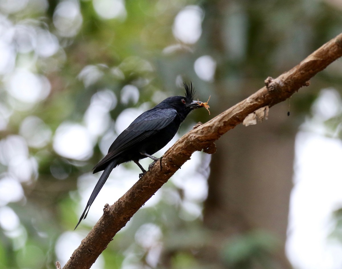 Crested Drongo - ML612497577
