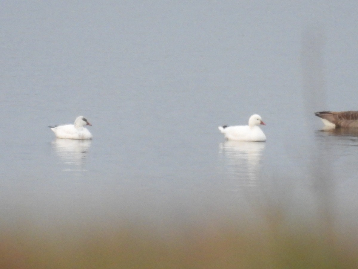 Ross's Goose - ML612497628