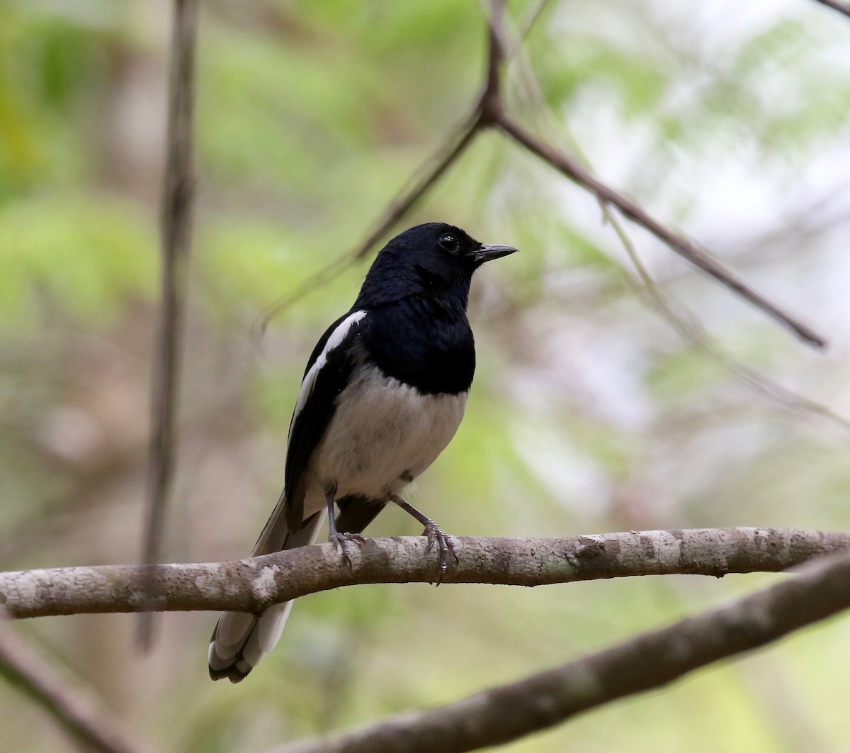 Madagascar Magpie-Robin (White-winged) - Sandy Vorpahl