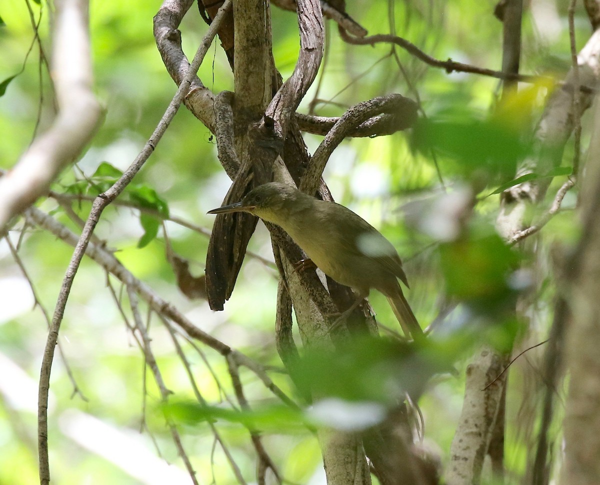 Long-billed Bernieria - Sandy Vorpahl