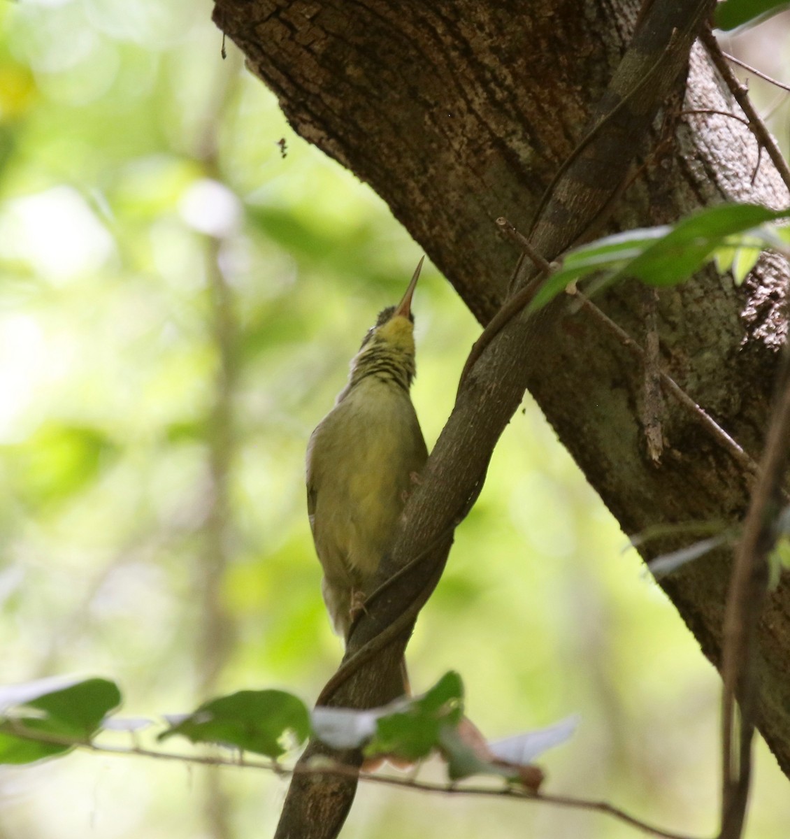 Long-billed Bernieria - ML612497666