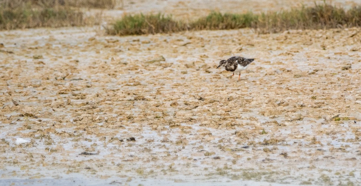 Ruddy Turnstone - ML612497730