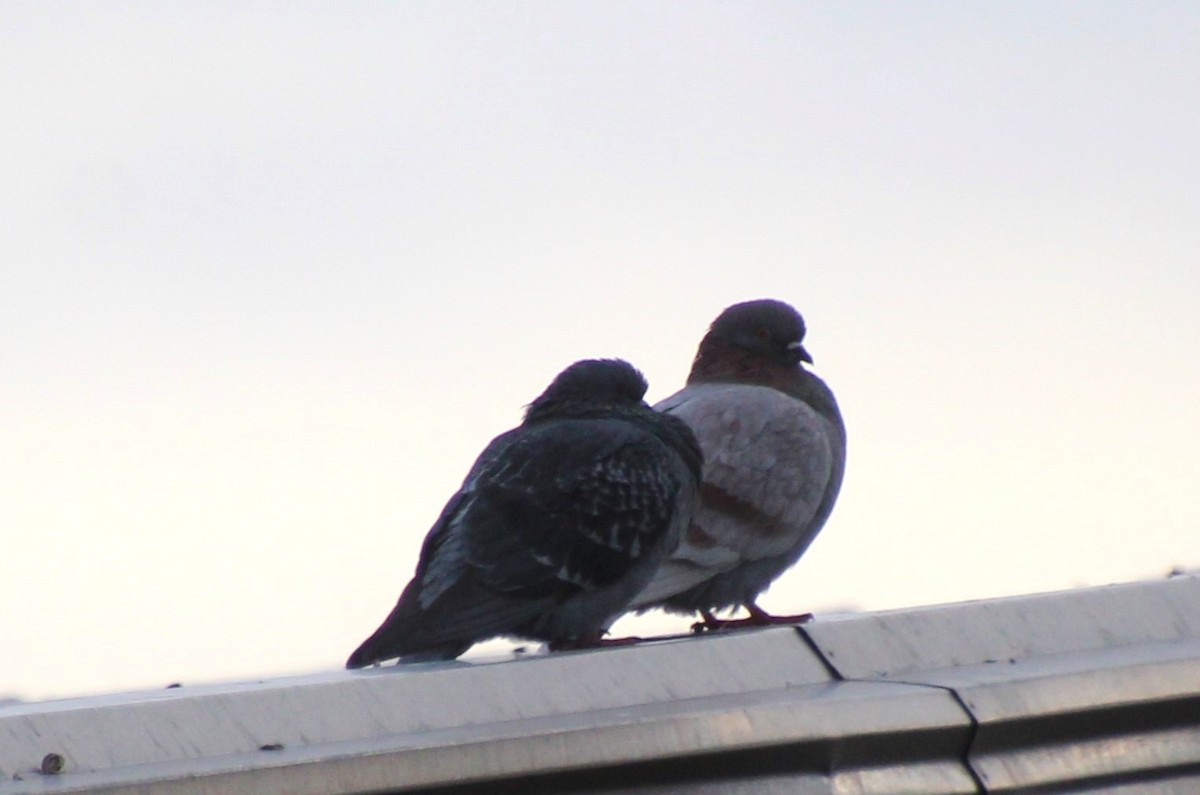 Pigeon biset (forme domestique) - ML612497731