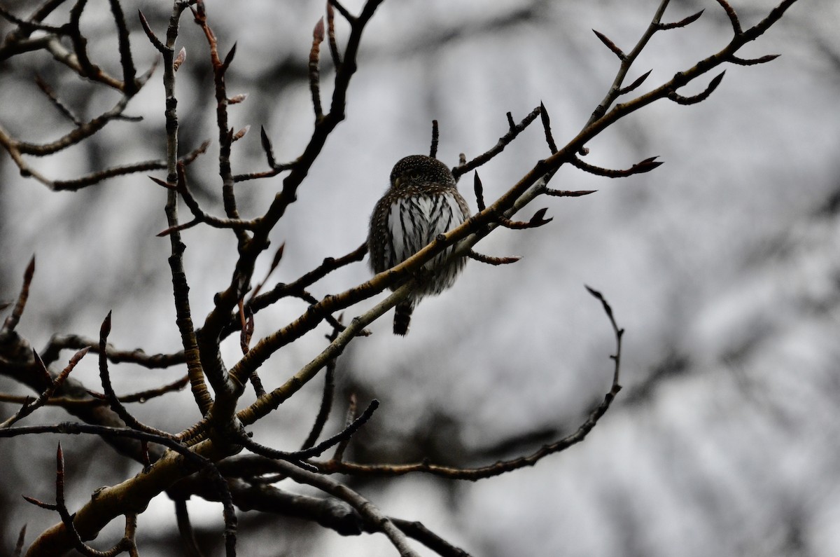 Northern Pygmy-Owl - ML612497758