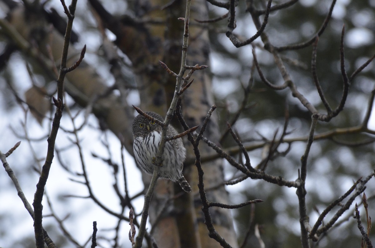 Northern Pygmy-Owl - ML612497762