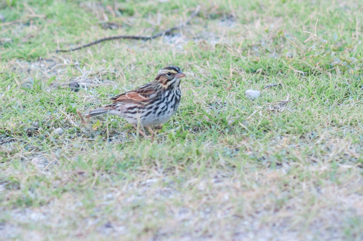 Savannah Sparrow - ML612497840