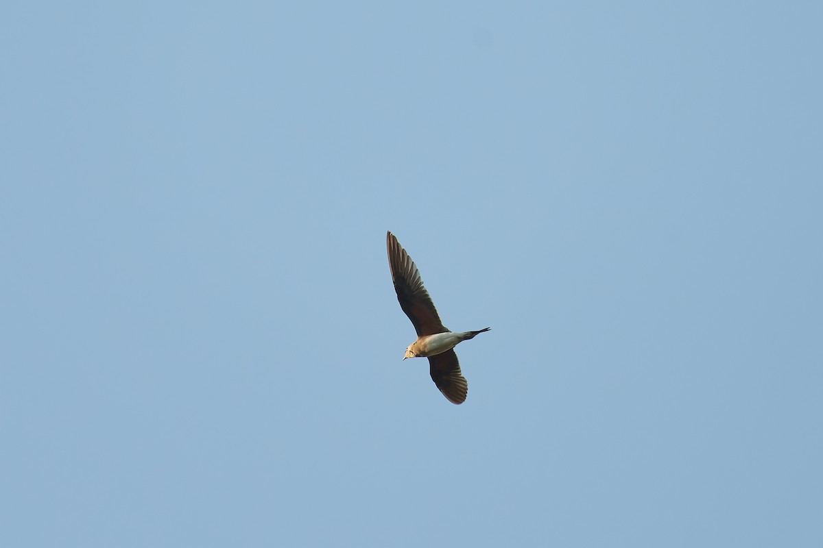 Collared Pratincole - ML612497843