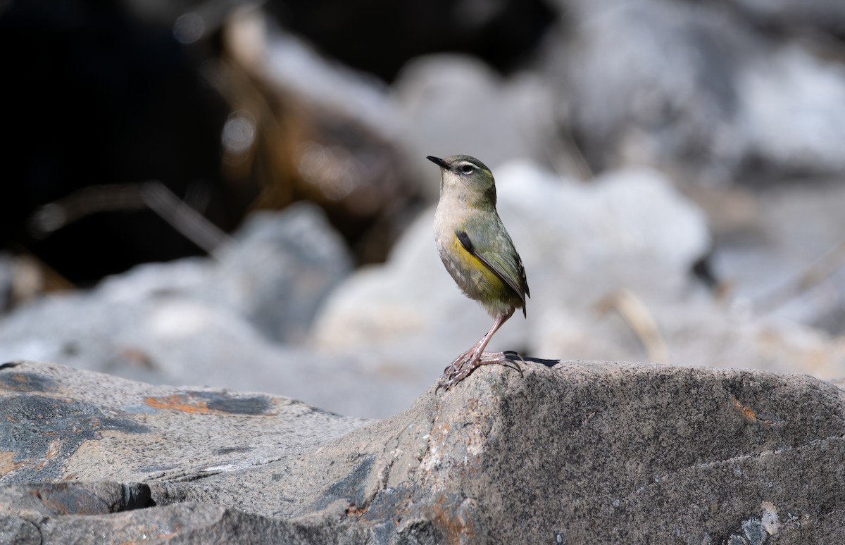 South Island Wren - ML612497855